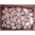 2016 New Crop Fresh White Garlic